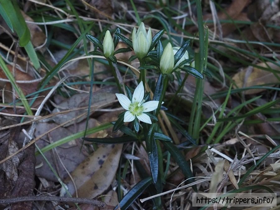 ヒロハセンブリ