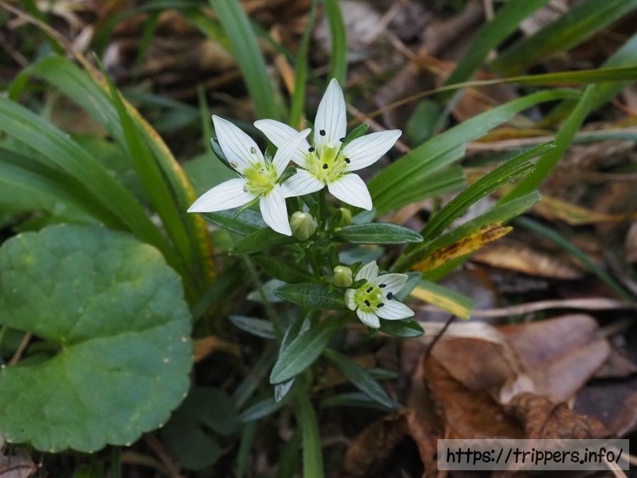 ヒロハセンブリ