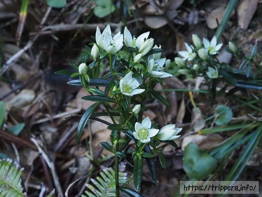 ヒロハセンブリ