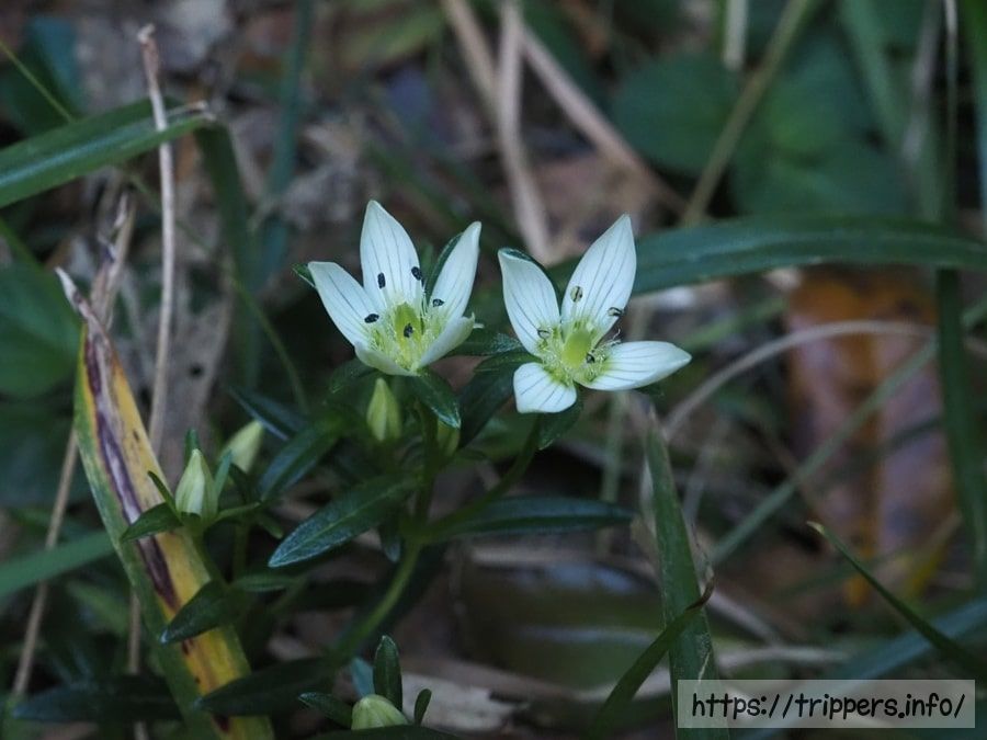 ヒロハセンブリの花