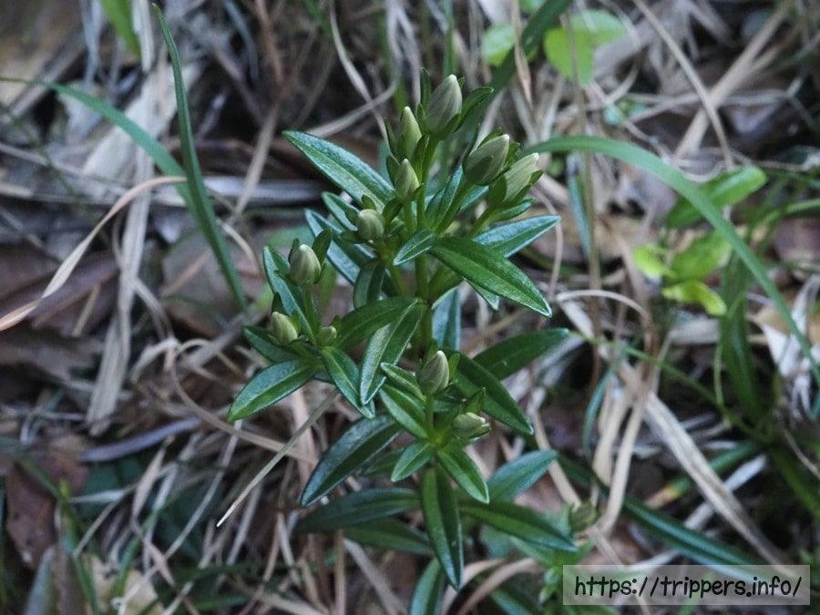 ヒロハセンブリ