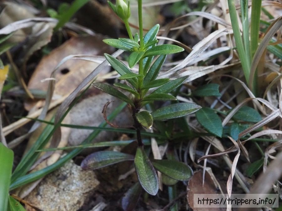 ヒロハセンブリの葉