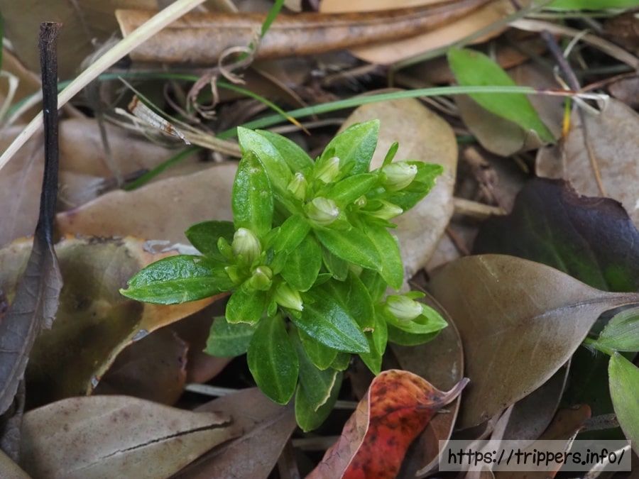 ヒロハセンブリ