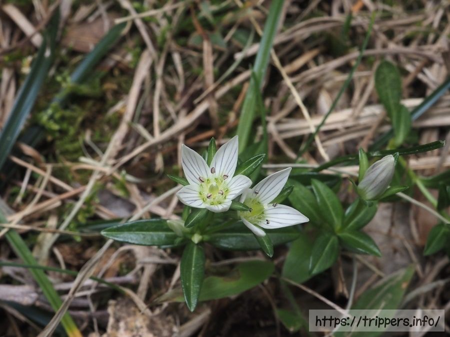 ヒロハセンブリ