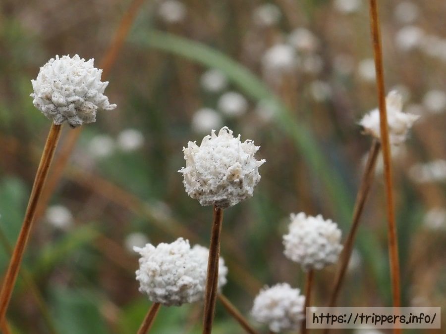 シラタマホシクサ