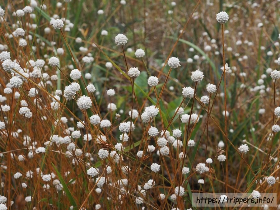 シラタマホシクサ