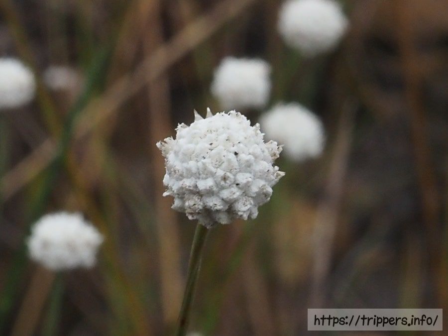 シラタマホシクサ