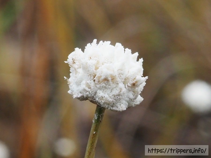 シラタマホシクサ