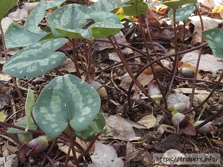 イワタカンアオイ