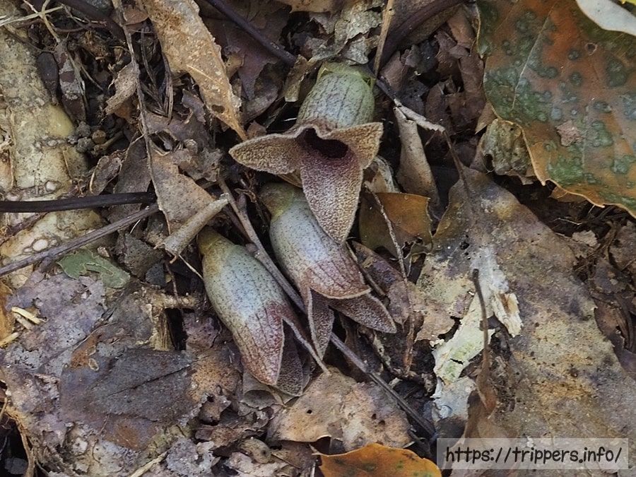 イワタカンアオイ