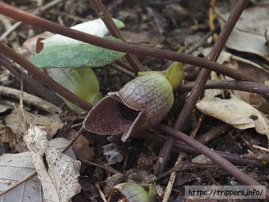 イワタカンアオイ