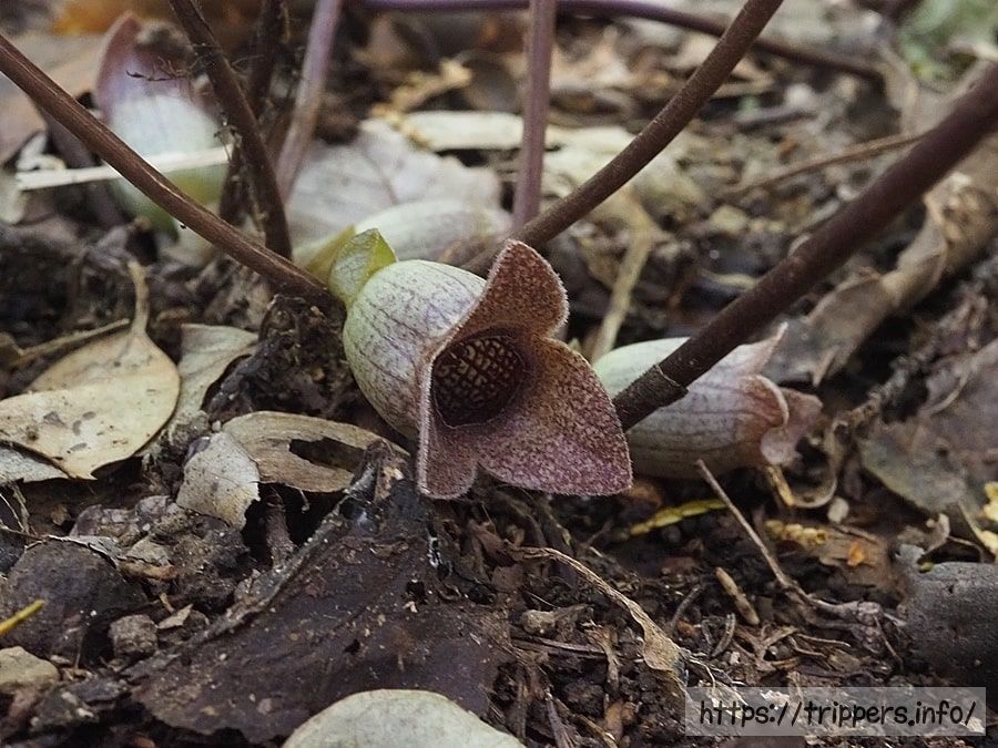 イワタカンアオイ