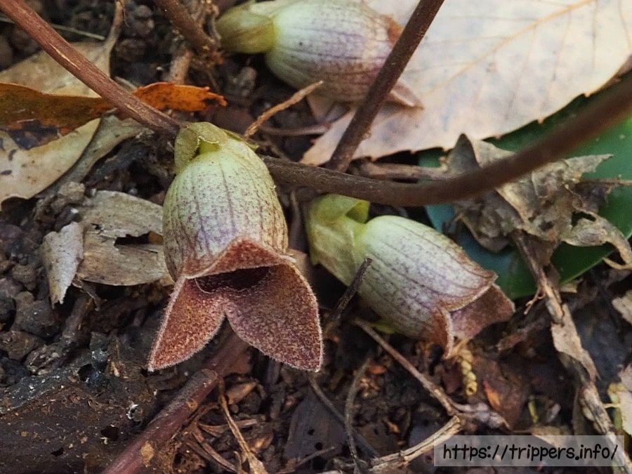 イワタカンアオイ