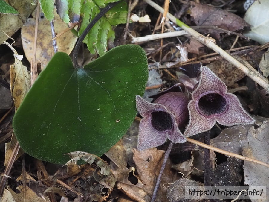イワタカンアオイ