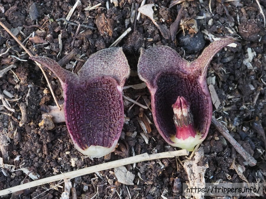 イワタカンアオイ