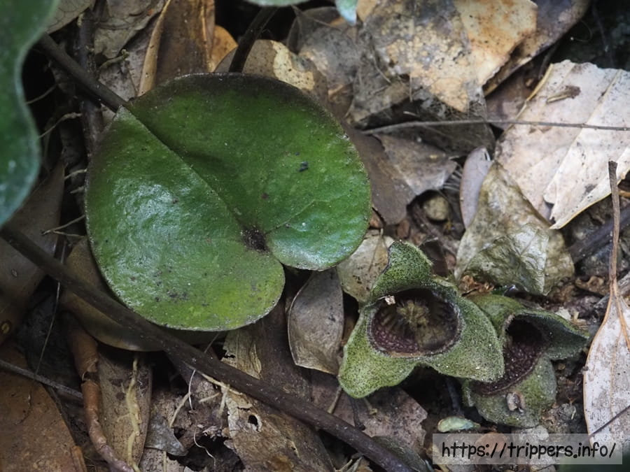 イワタカンアオイ