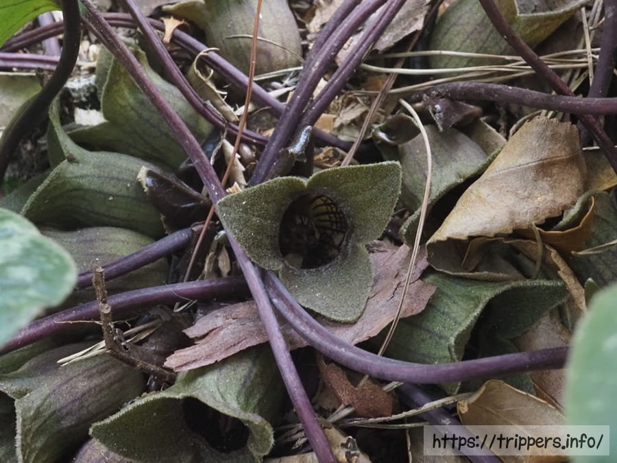 イワタカンアオイ