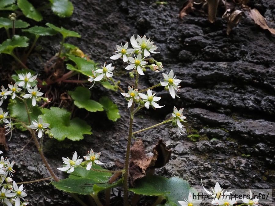 イズノシマダイモンジソウ