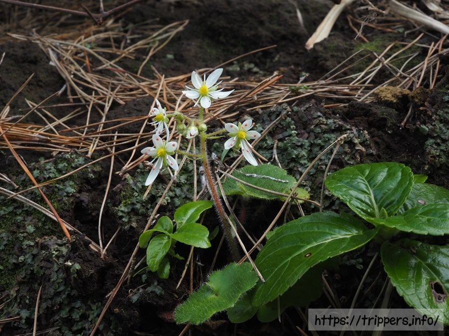 イズノシマダイモンジソウ