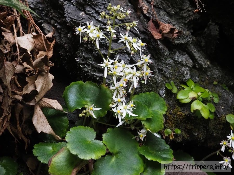 イズノシマダイモンジソウ