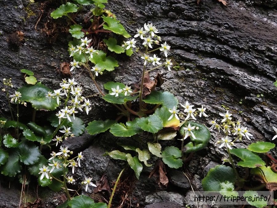 イズノシマダイモンジソウ