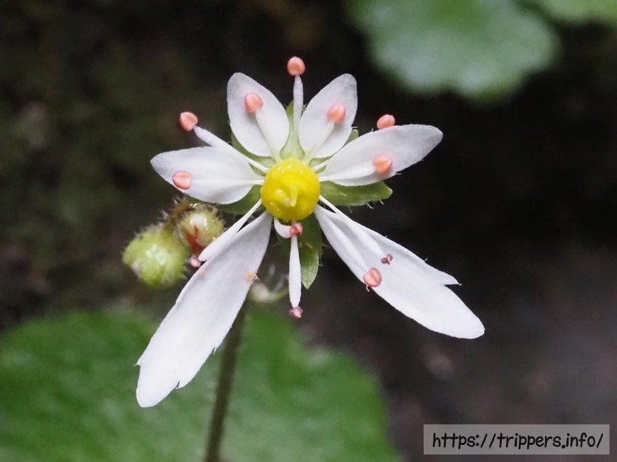 イズノシマダイモンジソウ