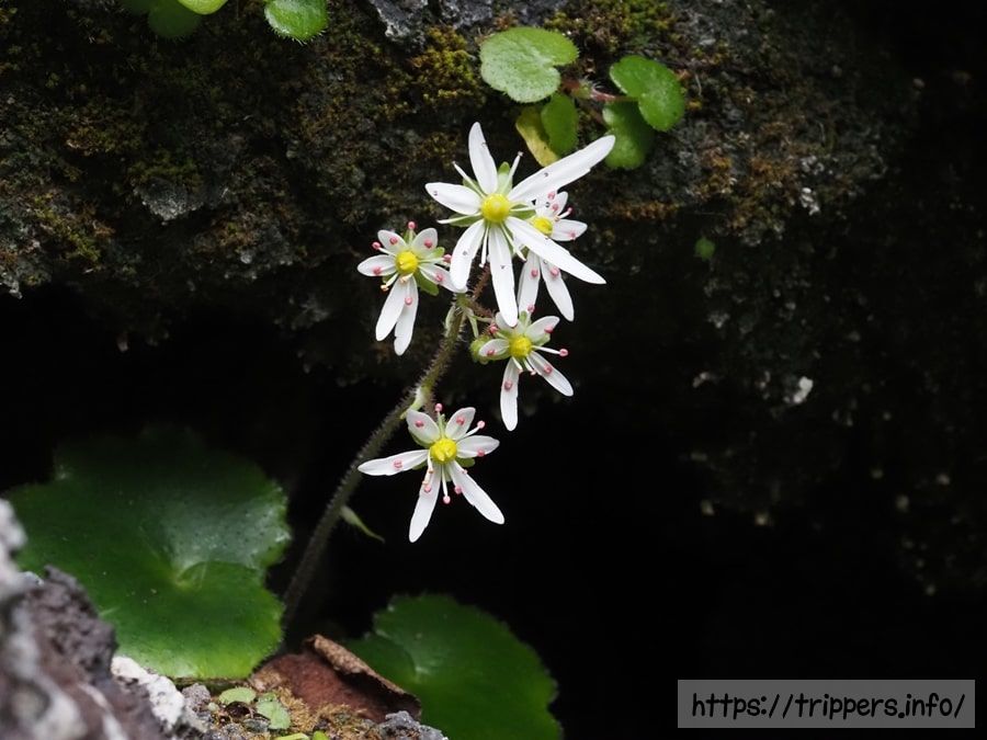 イズノシマダイモンジソウ