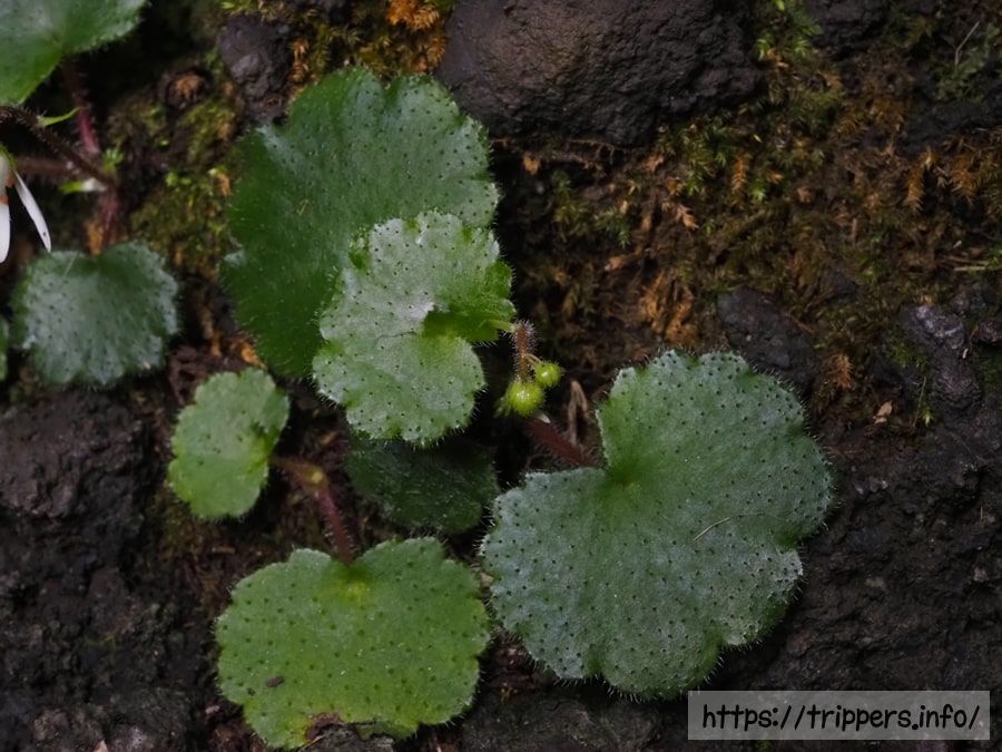 イズノシマダイモンジソウ