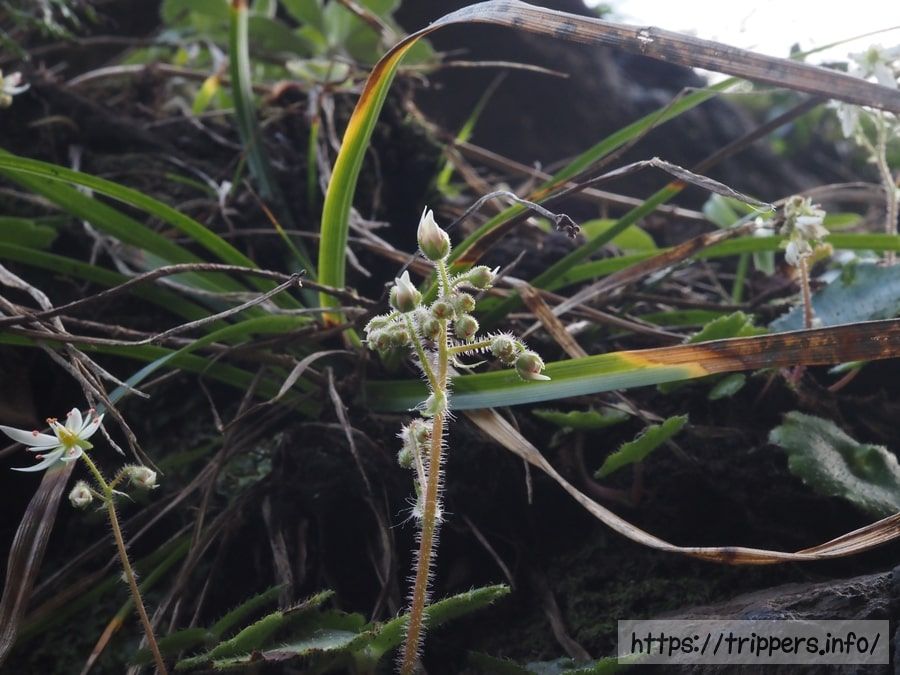 イズノシマダイモンジソウ