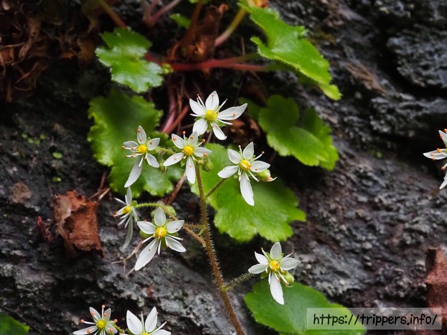 イズノシマダイモンジソウ