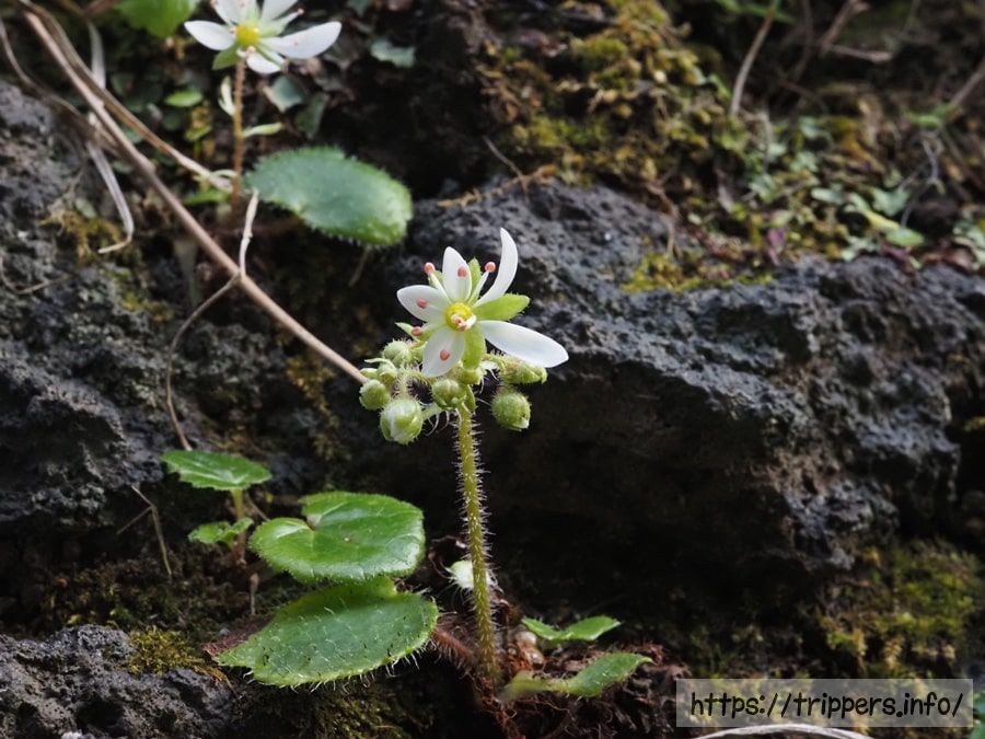 イズノシマダイモンジソウ