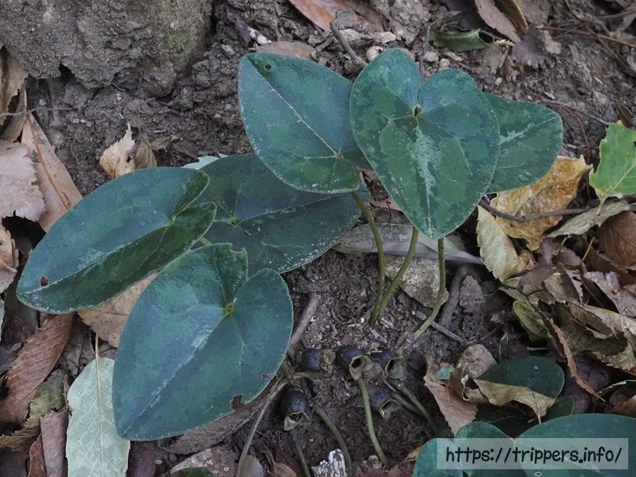 シイノミカンアオイ