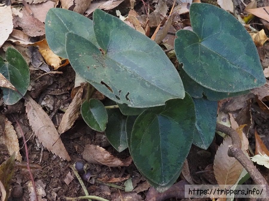 シイノミカンアオイ