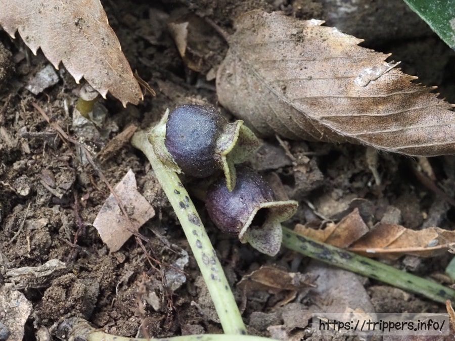 シイノミカンアオイ