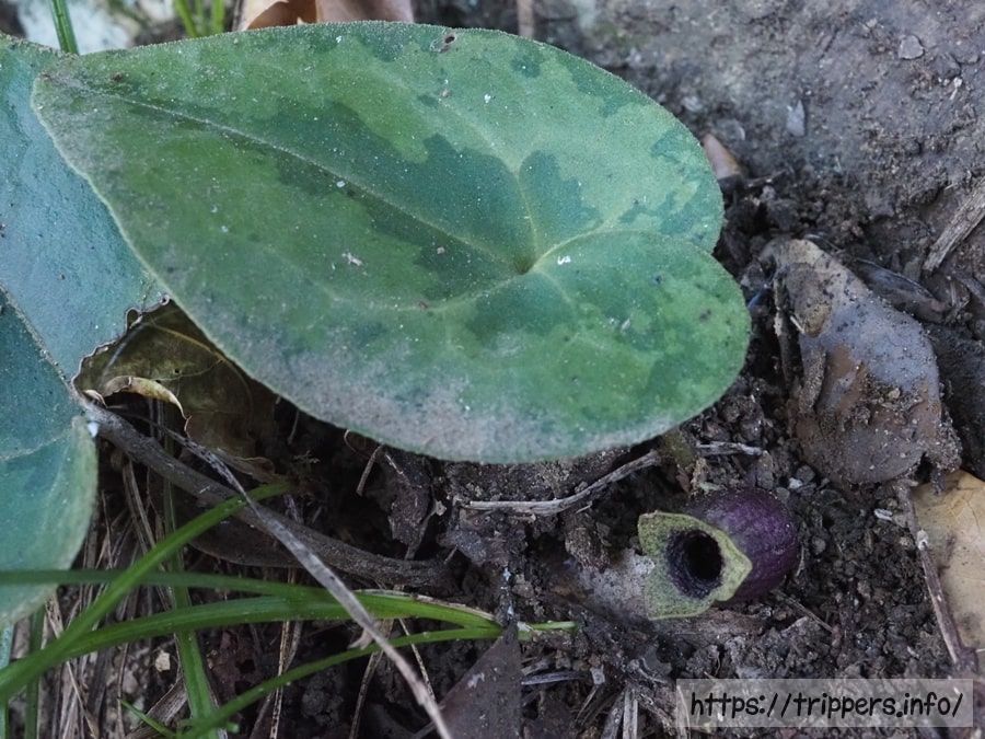 シイノミカンアオイ