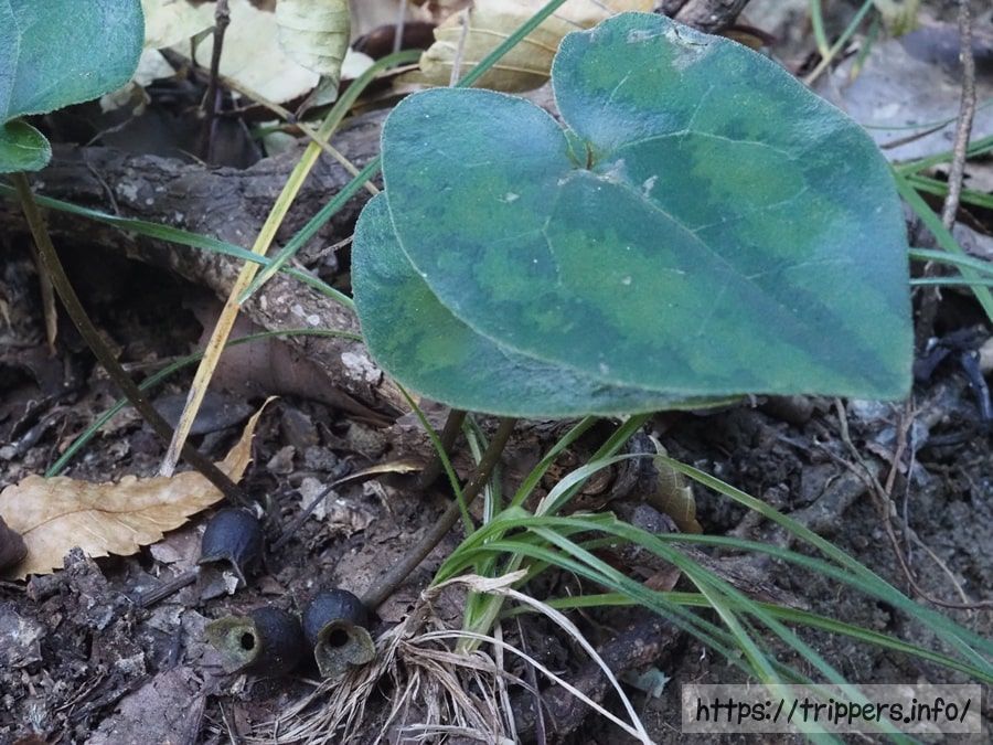 シイノミカンアオイ