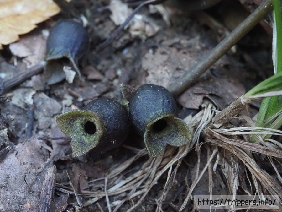 シイノミカンアオイ