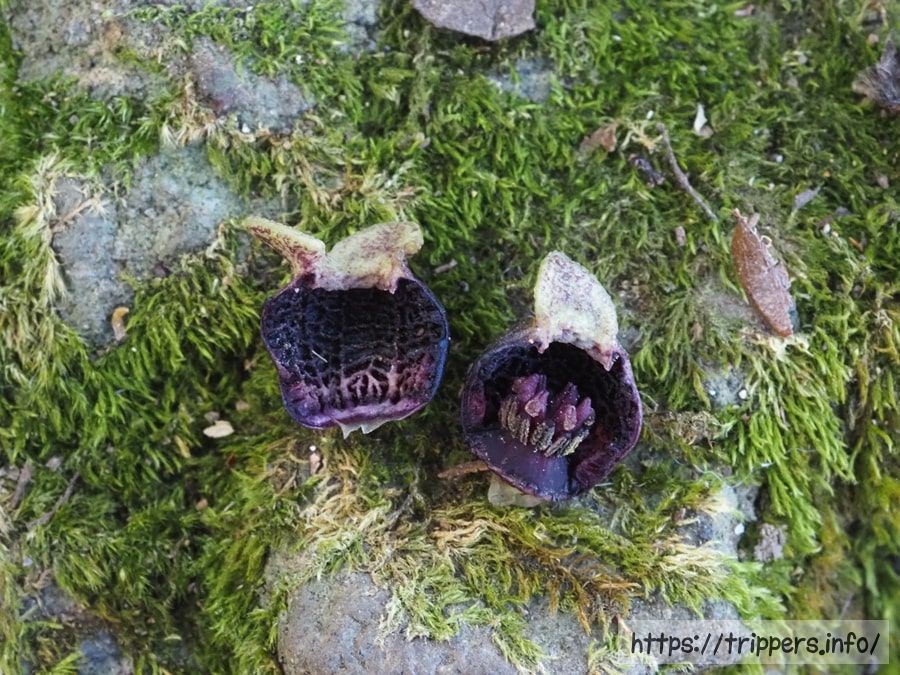 シイノミカンアオイ