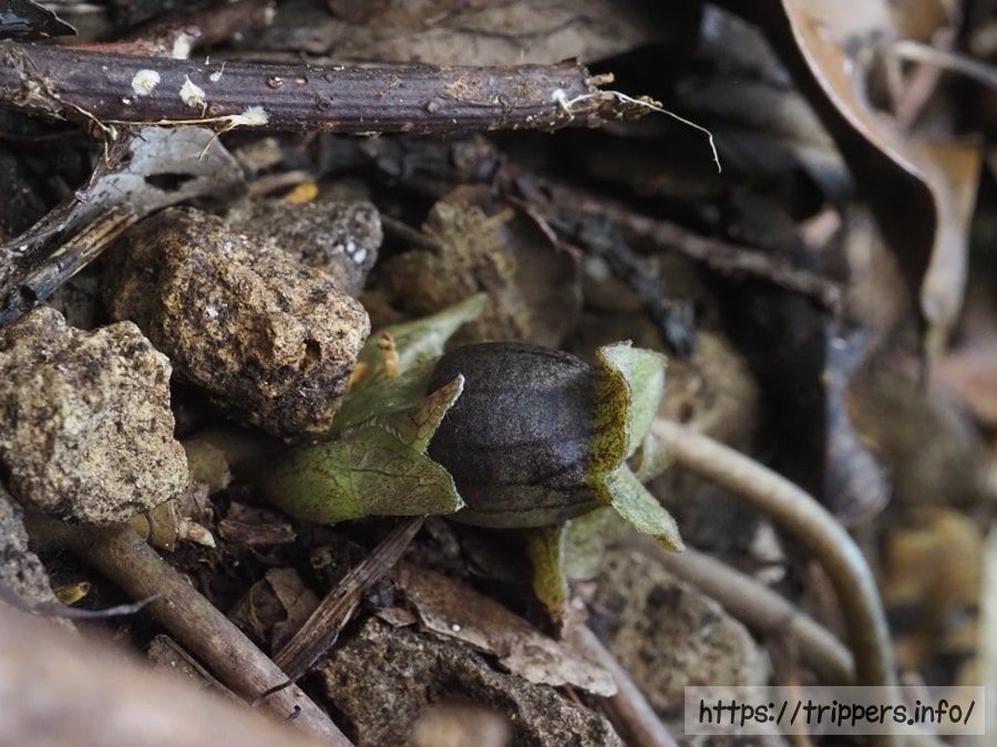 シイノミカンアオイ