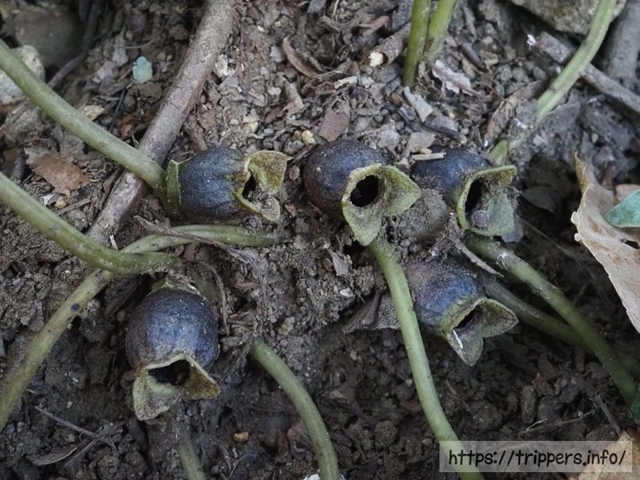 シイノミカンアオイ