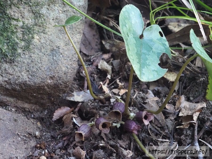 シイノミカンアオイ