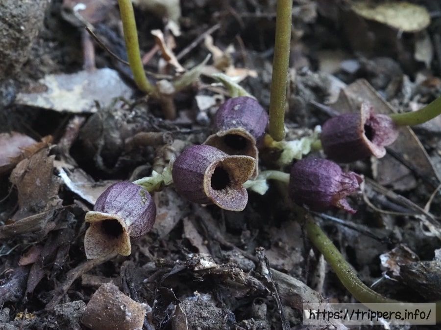 シイノミカンアオイ