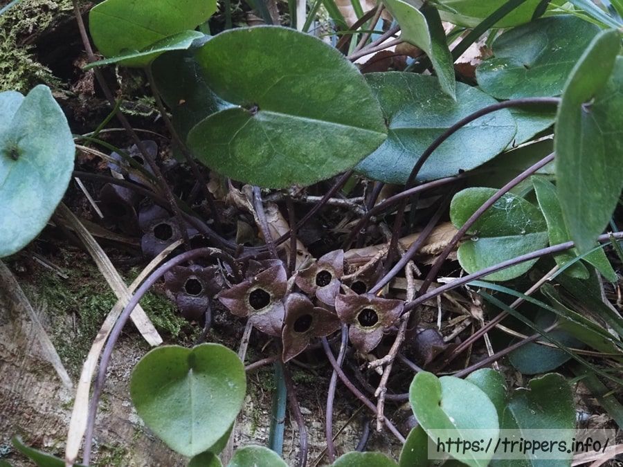 チゴカンアオイ