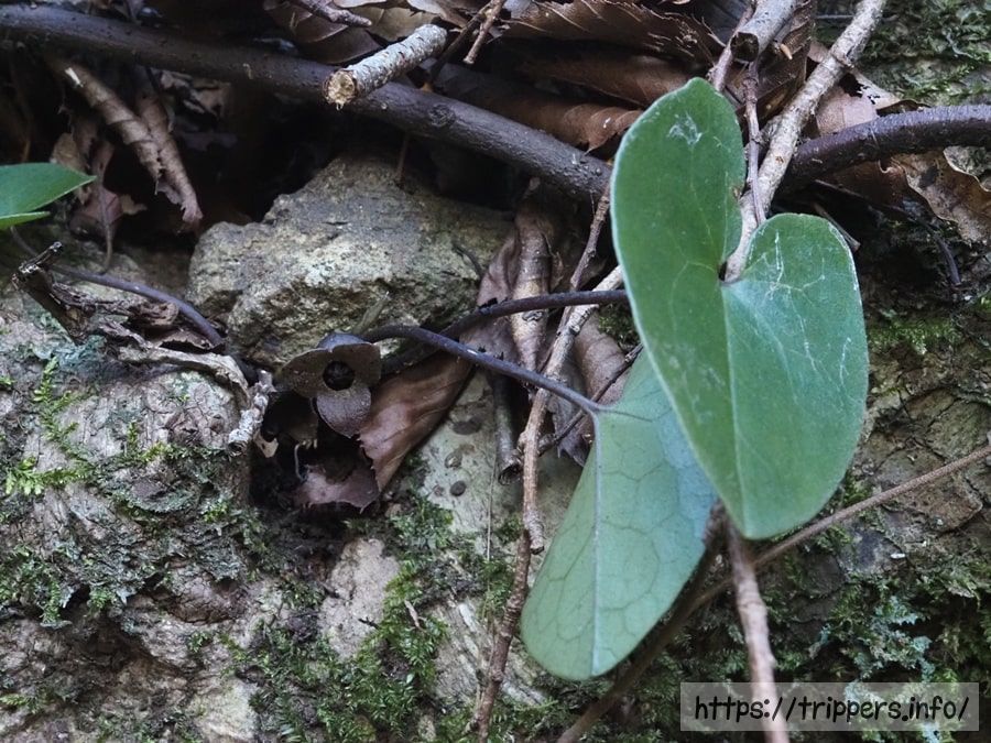 チゴカンアオイ