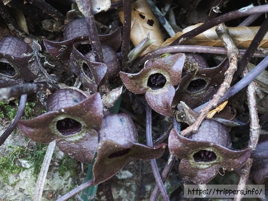 チゴカンアオイ