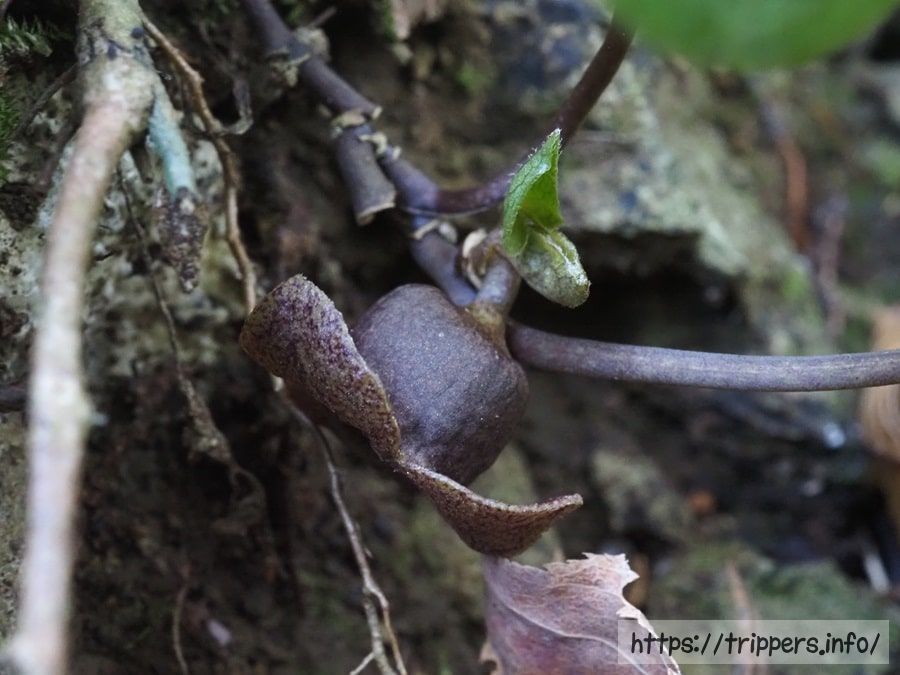 チゴカンアオイ