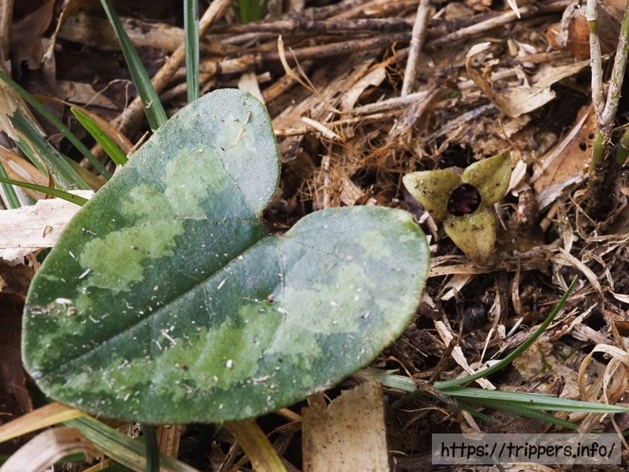 チゴカンアオイ