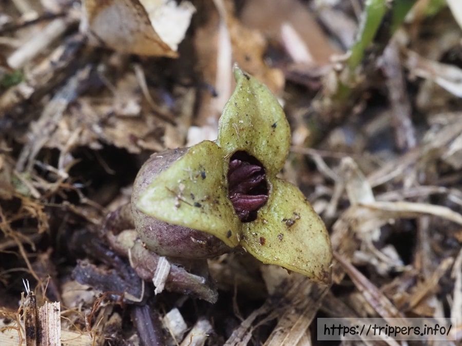 チゴカンアオイ