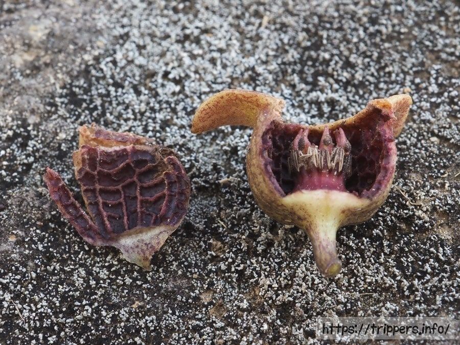 チゴカンアオイ