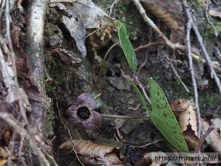 チゴカンアオイ